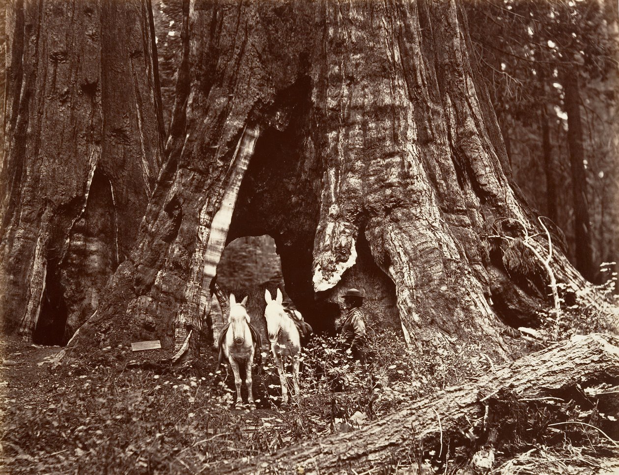 The Tripod, 94 feet circumference, 1865-66, printed ca. 1876 by Carleton Emmons Watkins