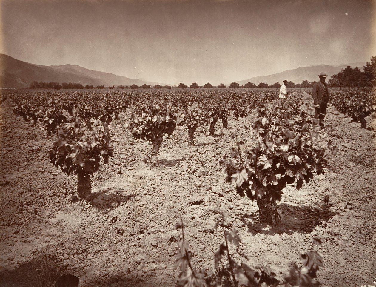 Vineyard of Camulos Ranch by Carleton Emmons Watkins