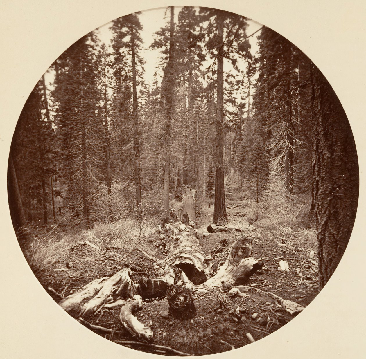 Yosemite National Park, California by Carleton Emmons Watkins