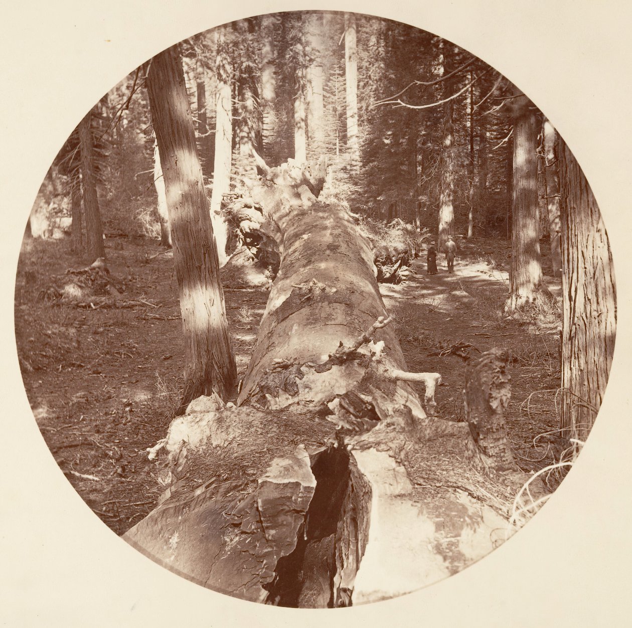 Yosemite National Park, California by Carleton Emmons Watkins