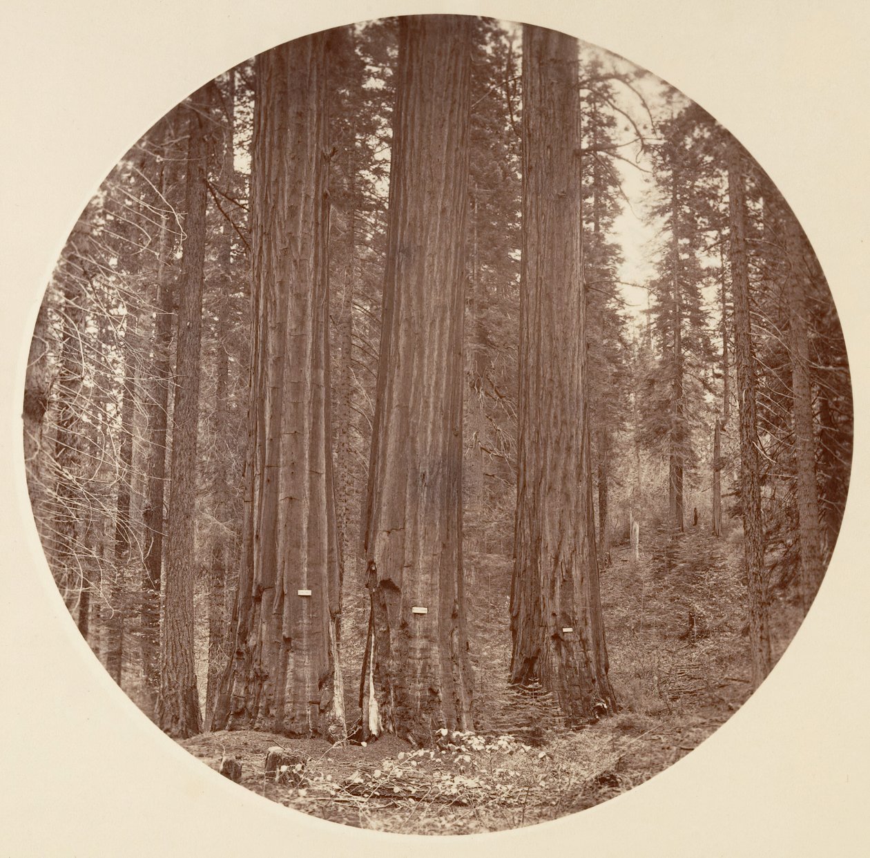 Yosemite National Park, California, ca. 1878 by Carleton Emmons Watkins