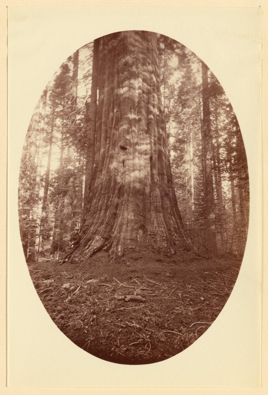 Empire State Calaveras Grove by Carleton Watkins