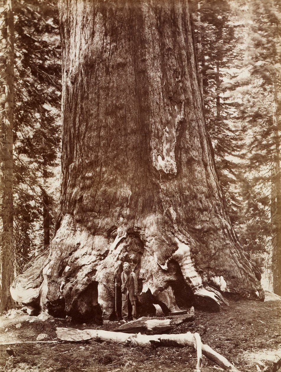 Grizzly Giant Diameter 33 Ft. Mariposa Grove by Carleton Watkins