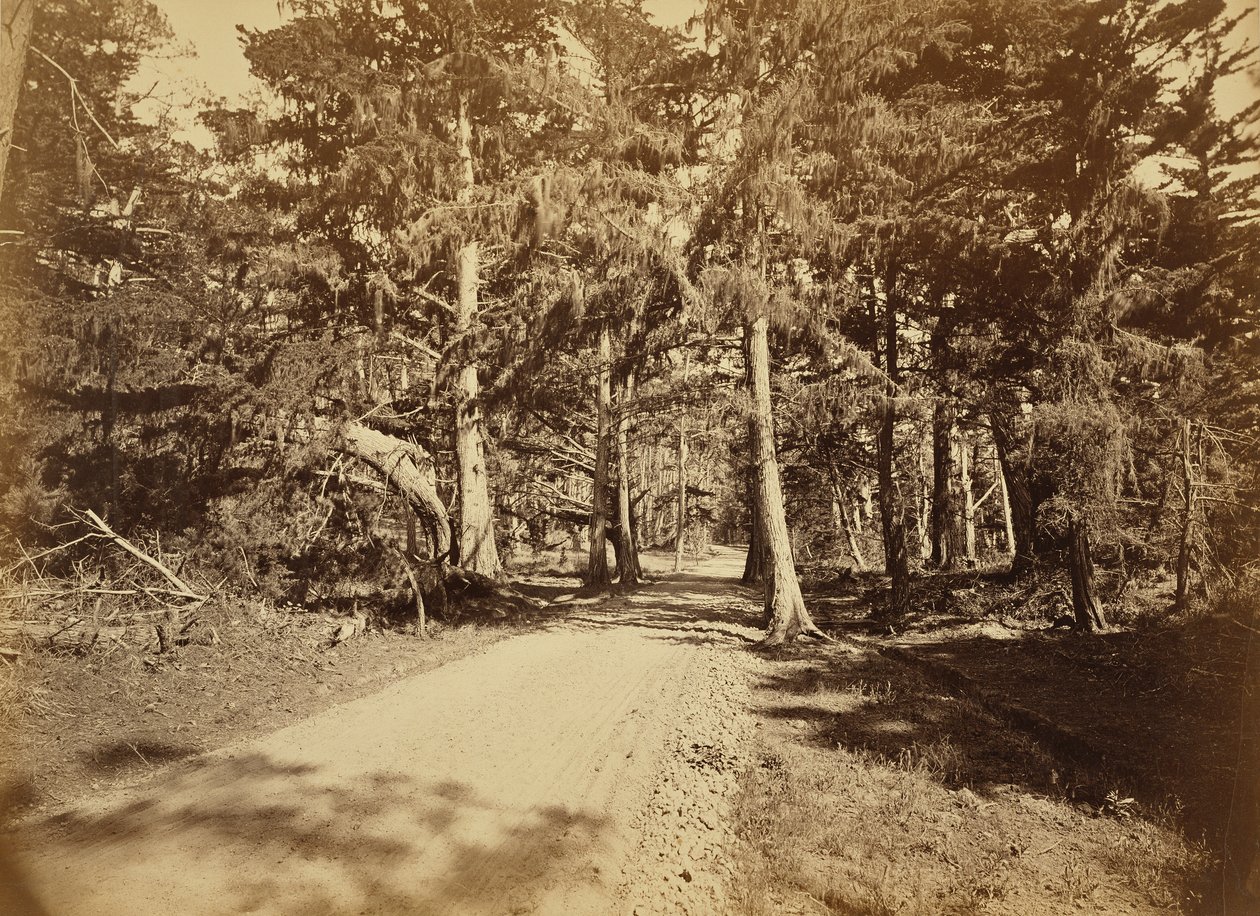 Monterey, California. Moss Avenue, 18 Mile Drive by Carleton Watkins