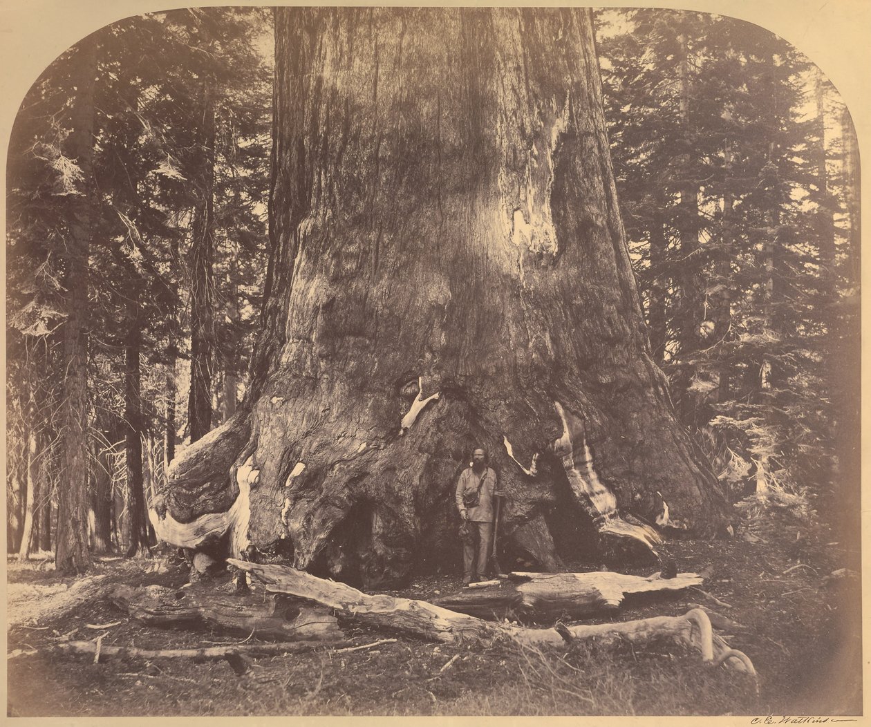 Section of the Grizzly Giant, 33 Feet Diameter, Mariposa Grove, Yosemite, No. 111 by Carleton Watkins