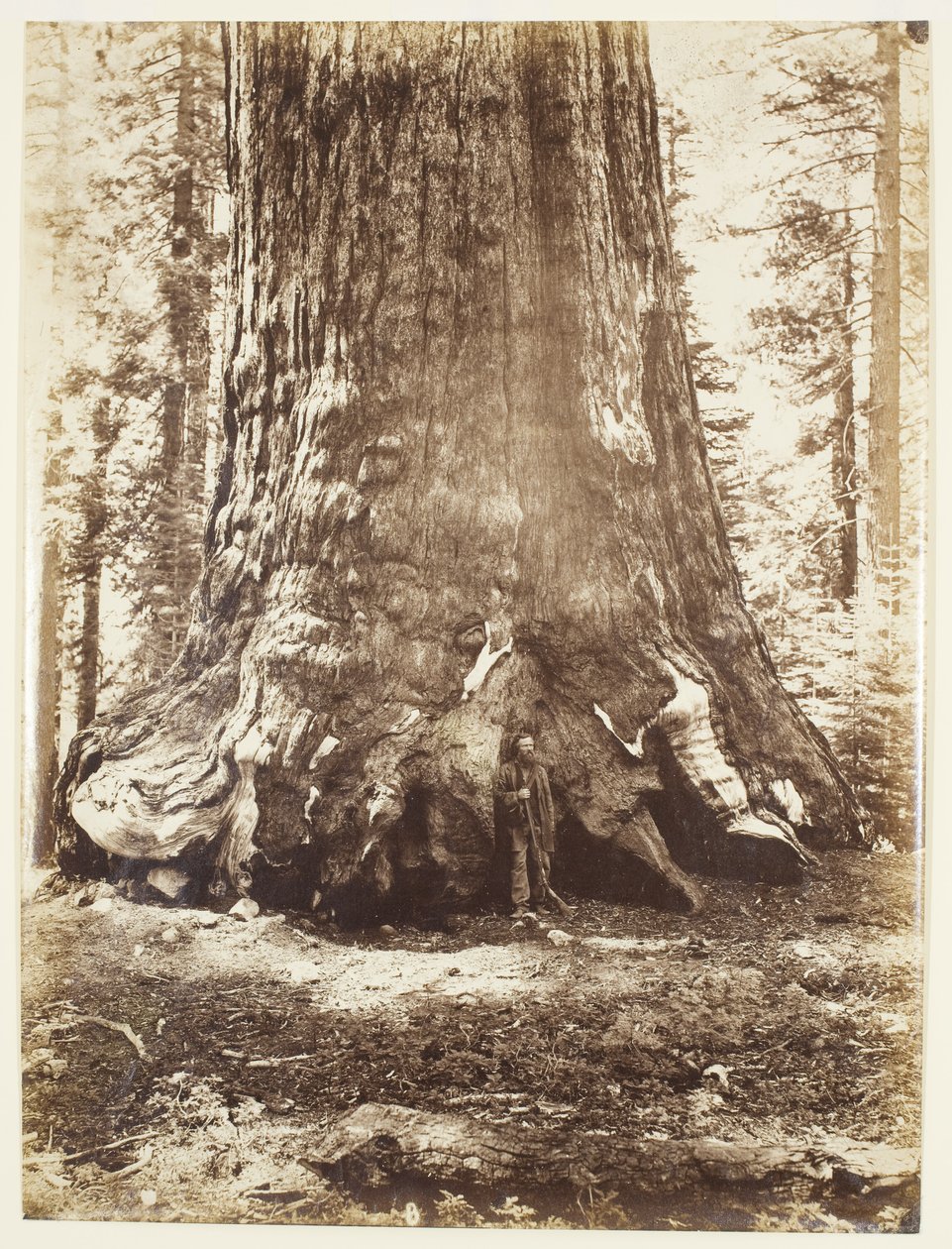 Section of the Grizzly Giant with Galen Clark, Mariposa Grove, Yosemite by Carleton Watkins