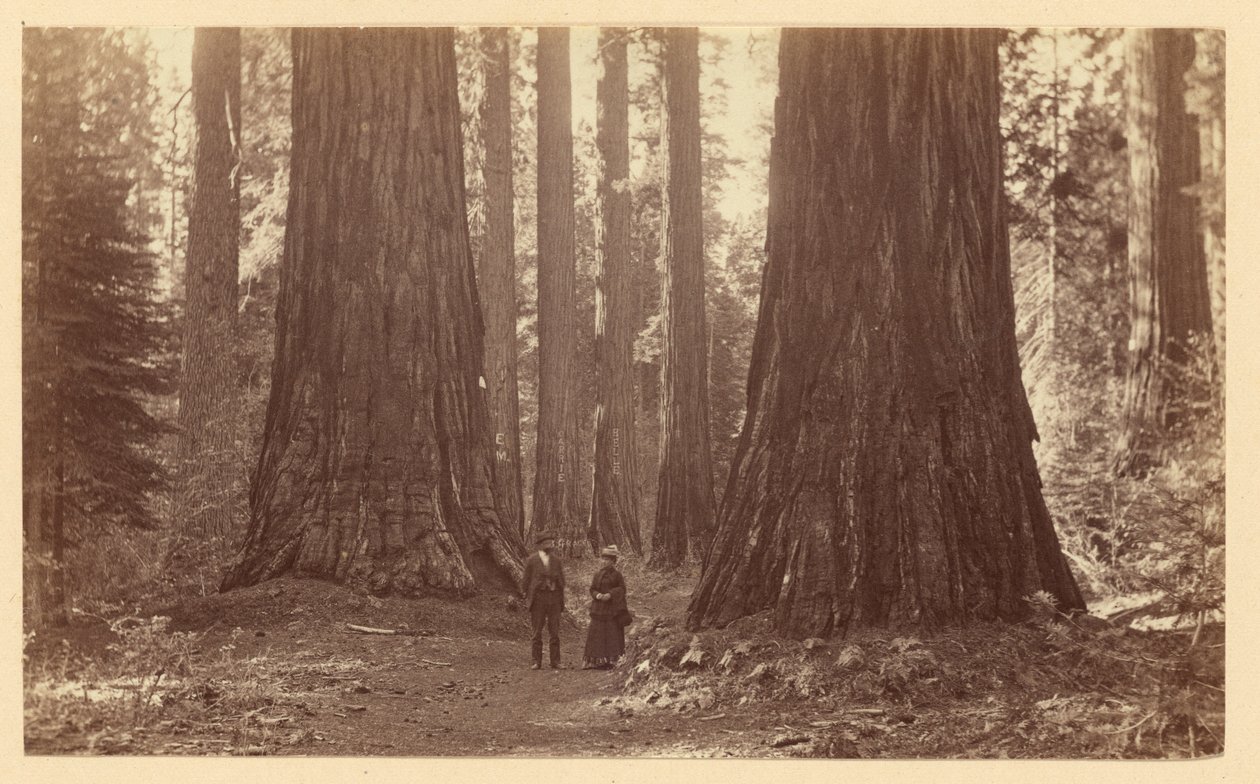 The Three Graces Calaveras Grove by Carleton Watkins
