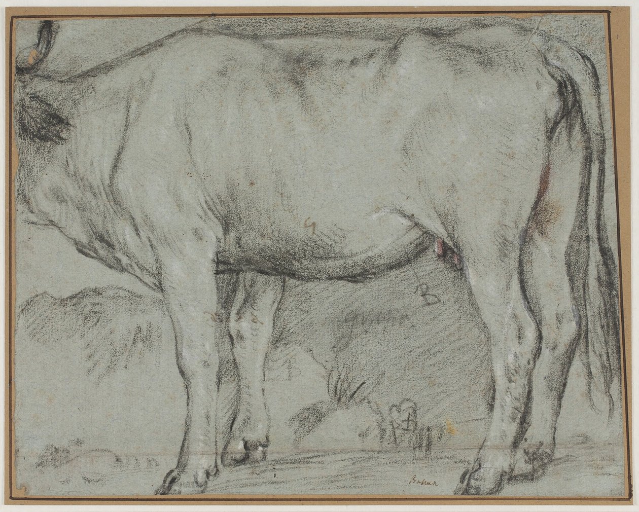 Standing Cow (head missing) by Carlo Caliari