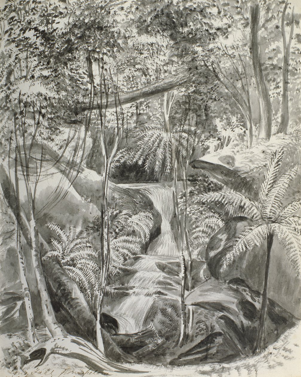 Jungle Study by Caroline Louisa Meredith