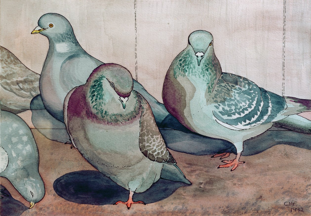Pigeons by Carolyn Hubbard Ford