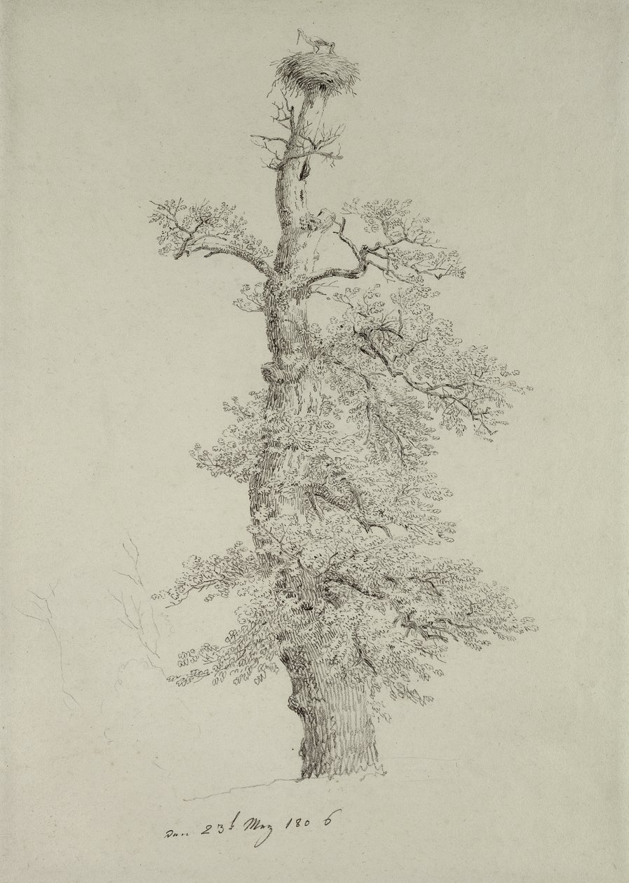 Ancient Oak Tree with a Stork