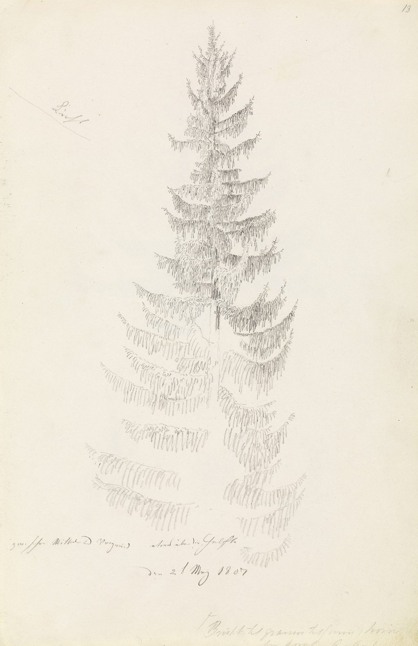Spruce by Caspar David Friedrich