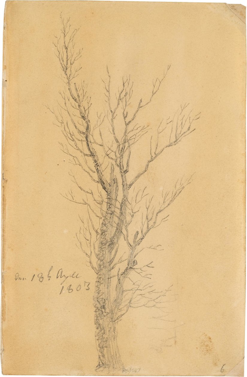 Study of a Tree by Caspar David Friedrich
