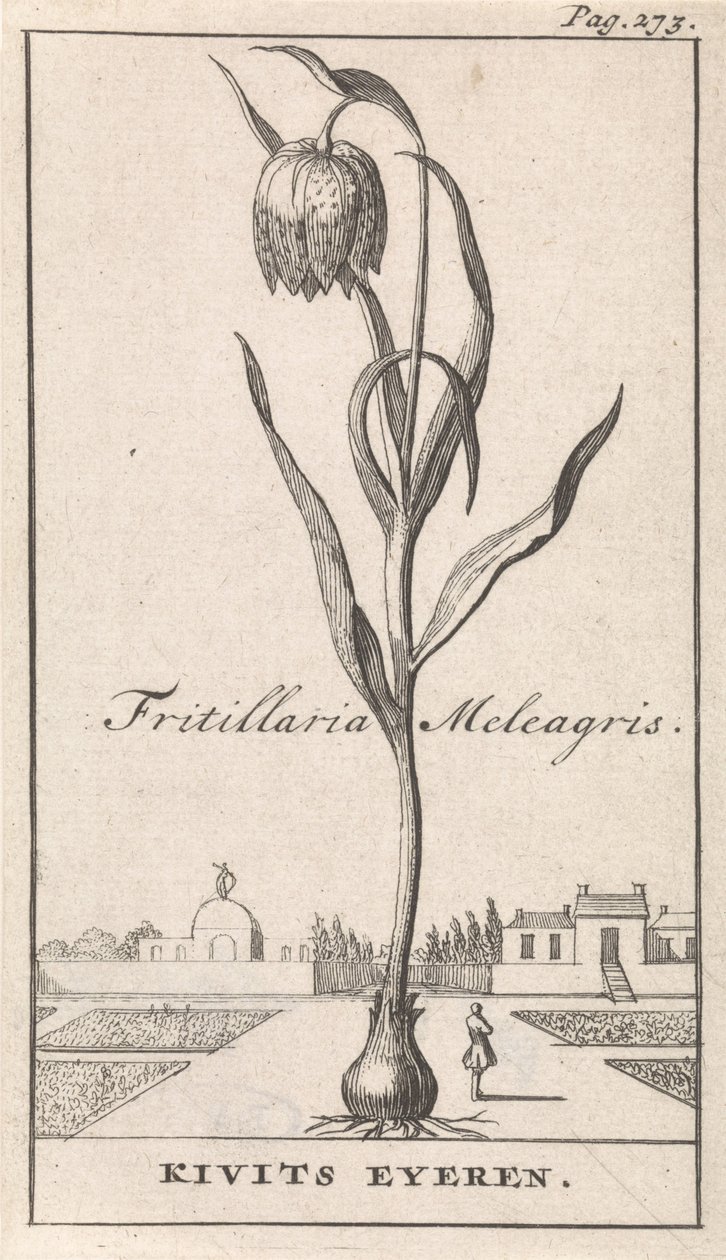 Title Page and Eight Prints with Flowers by Caspar Luyken
