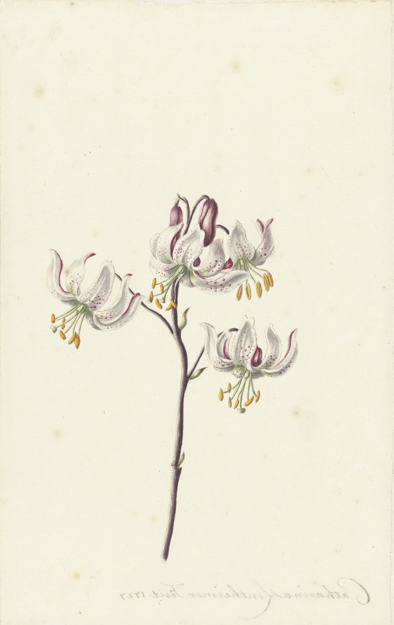 Branch with Four White Lilies by Catharina Lintheimer
