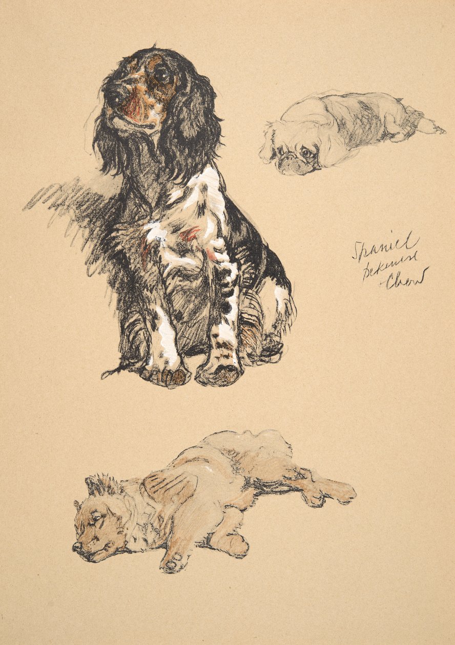 Spaniel, Pekinese and Chow, 1930, Illustrations from His Sketch Book Used for 