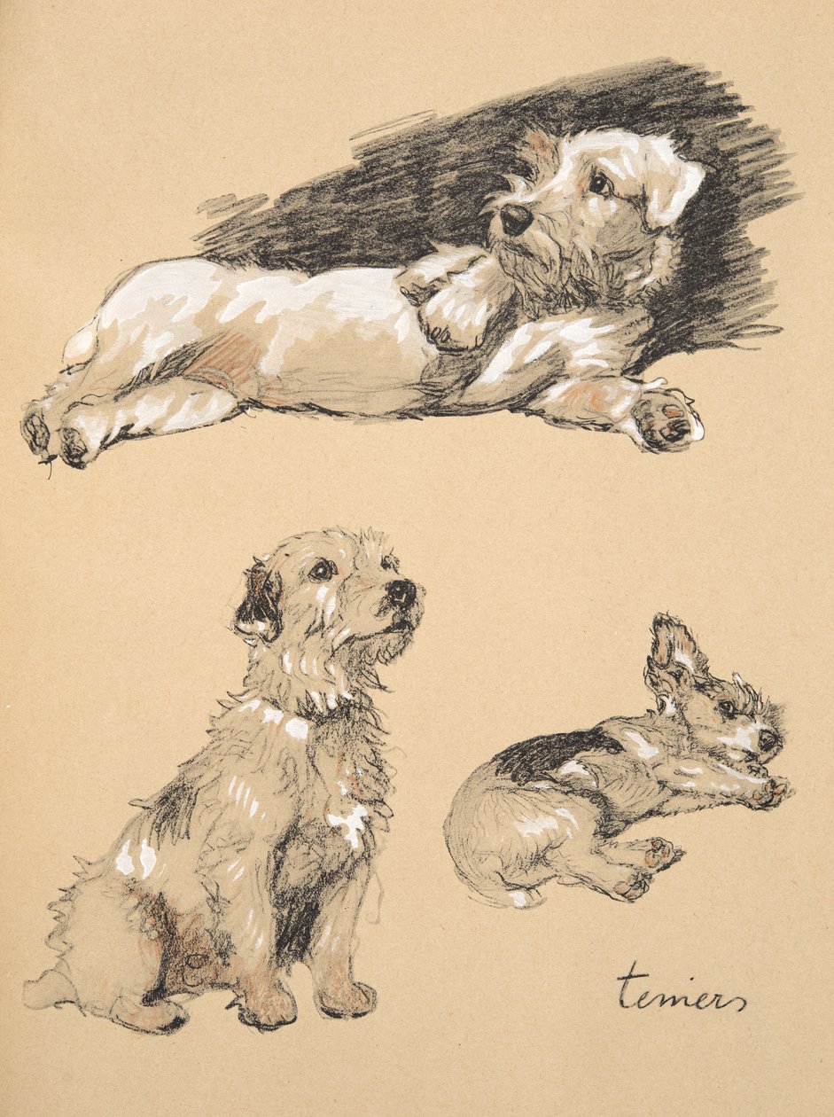 Terriers, 1930, Illustrations from his Sketch Book used for 
