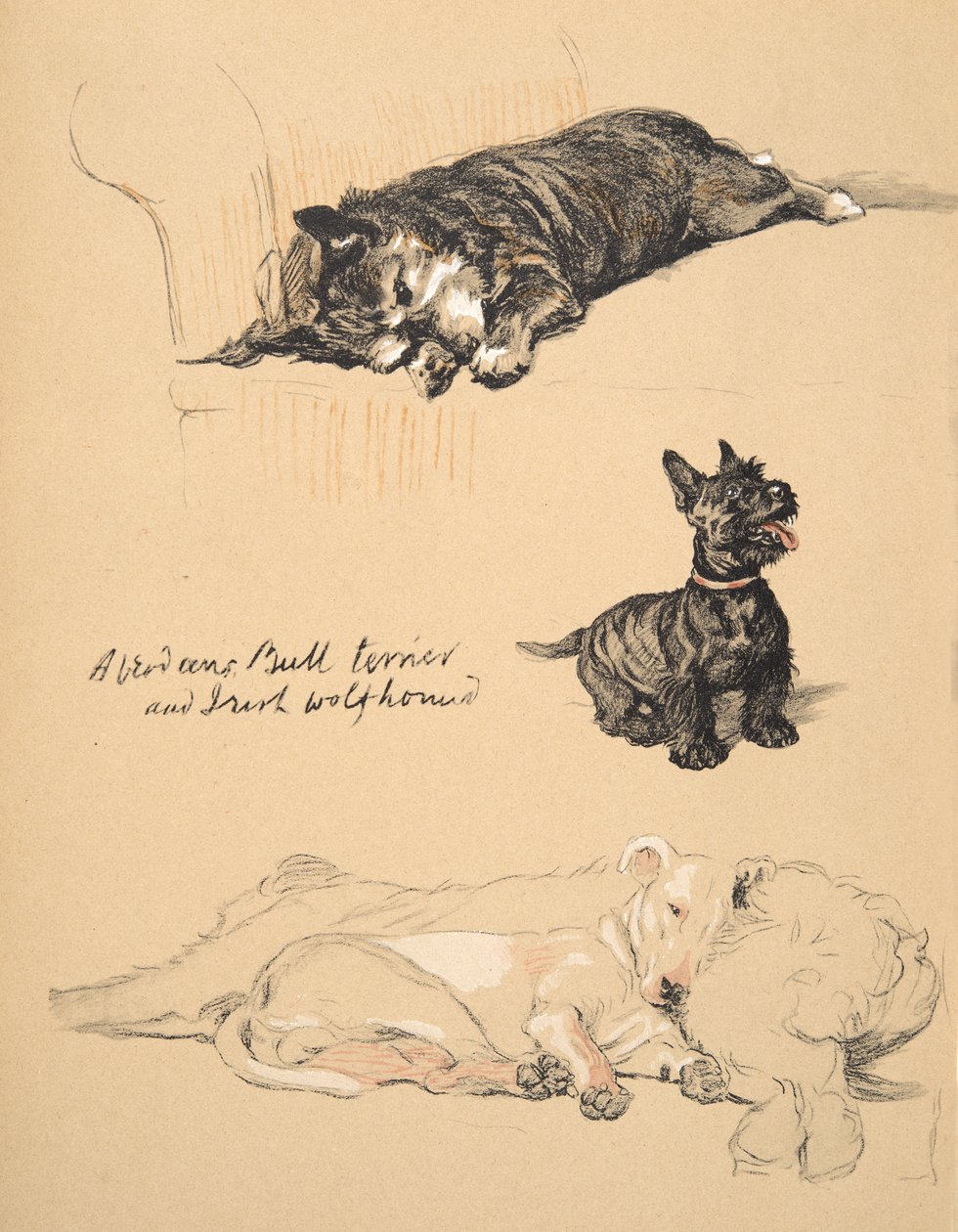 Aberdeens, Bull-Terrier and Irish Wolfhound, 1930, Illustrations from his Sketch Book used for Just Among Friends by Cecil Charles Windsor Aldin
