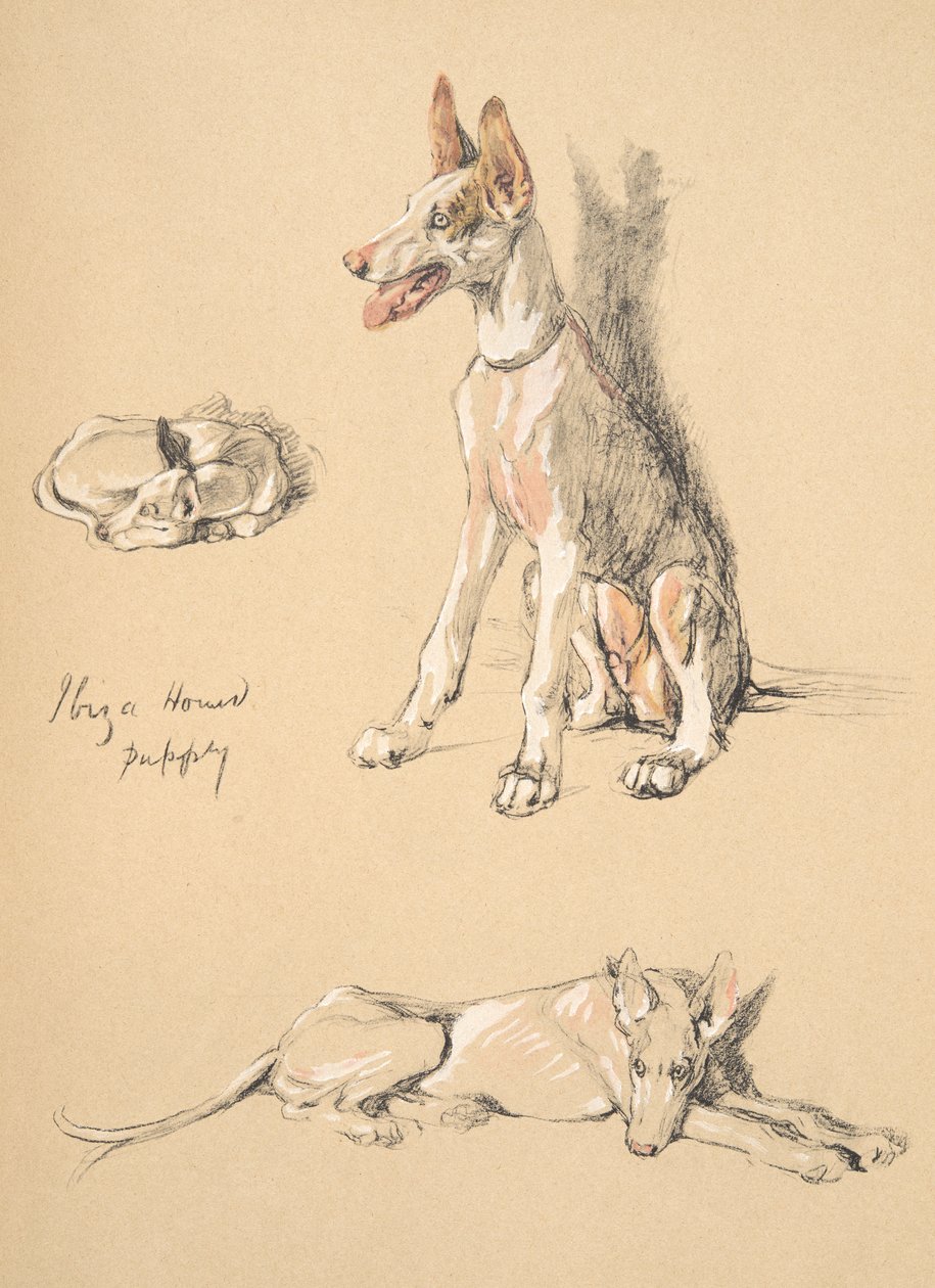 Ibiza Hound Puppy, 1930, Illustrations from his Sketch Book used for Just Among Friends, Aldin, Cecil Charles Windsor, later Published by Eyre and Spottiswoode Limited, 1934 by Cecil Charles Windsor Aldin