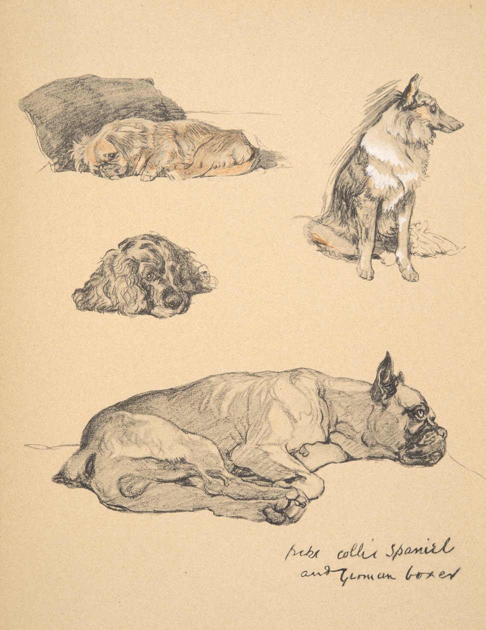 Peke, Collie, Spaniel and German Boxer, 1930, Illustrations from his Sketch Book for 