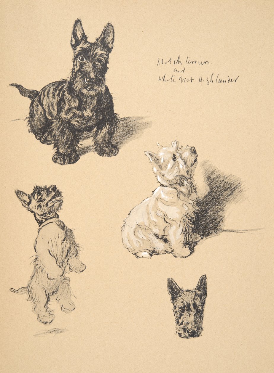 Scotch Terrier and White West Highlander, 1930, Illustrations from his Sketch Book used for Just Among Friends by Cecil Charles Windsor Aldin