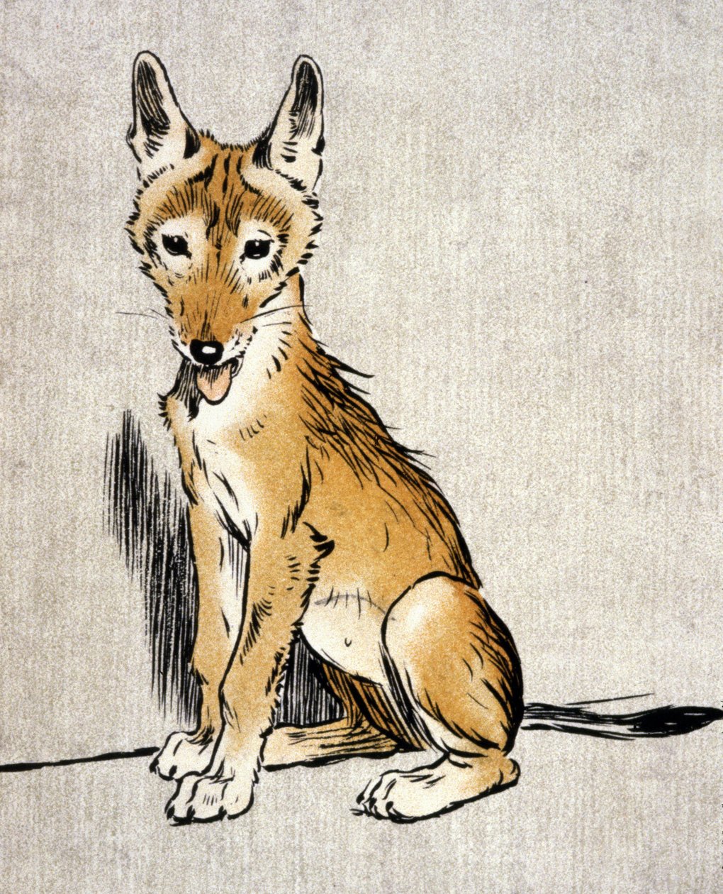 Young Jackal, c.1900 by Cecil Charles Windsor Aldin