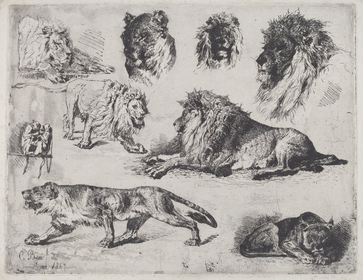 Study of Lions by Cesare Biseo