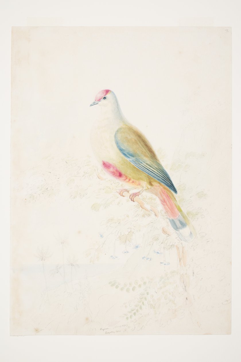 Pigeon (size of life) Loyalty Isles by Charles Heaphy by Charles Heaphy