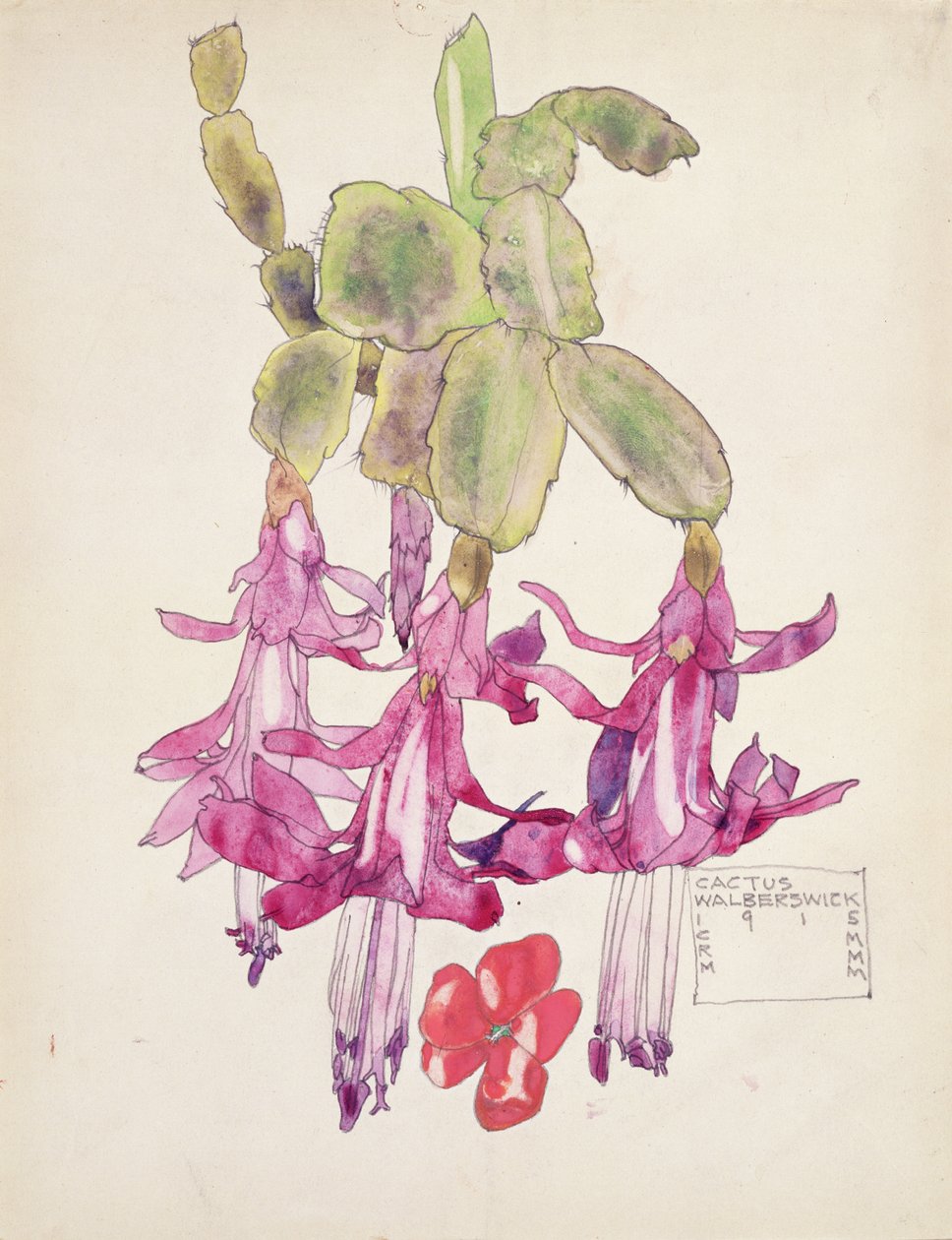 Cactus Flower by Charles Rennie Mackintosh