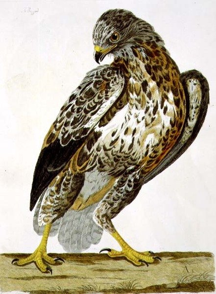 The Buzzard, Plate from 