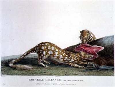 Dasyurus Macrourus, a Long-Tailed Dasyure, from New South Wales, New Holland, Plate 33 from 