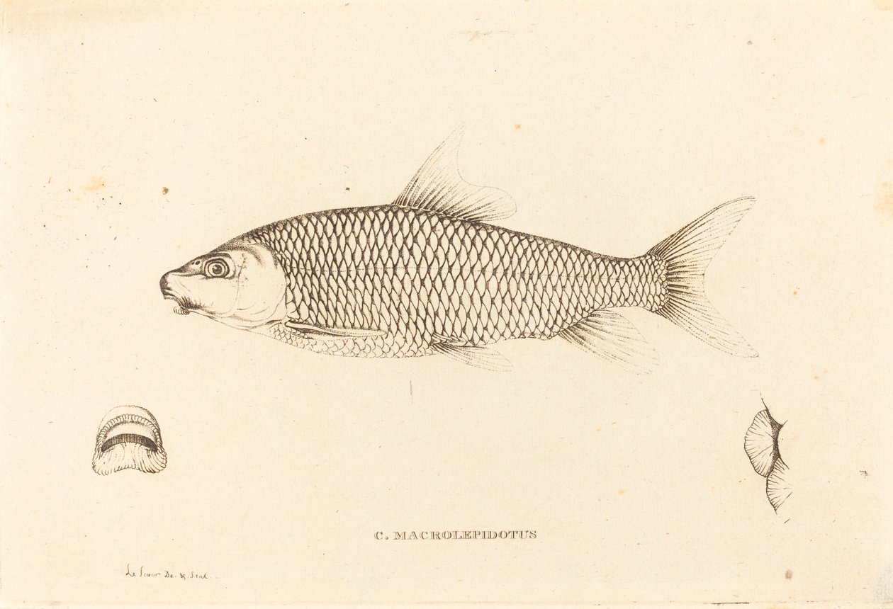 C. Macrolepidotus by Charles Alexandre Lesueur