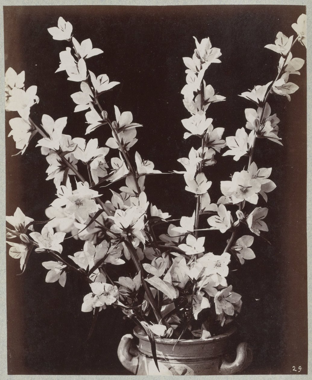 Flower Study with Cologne Pot by Charles Aubry (manner of)