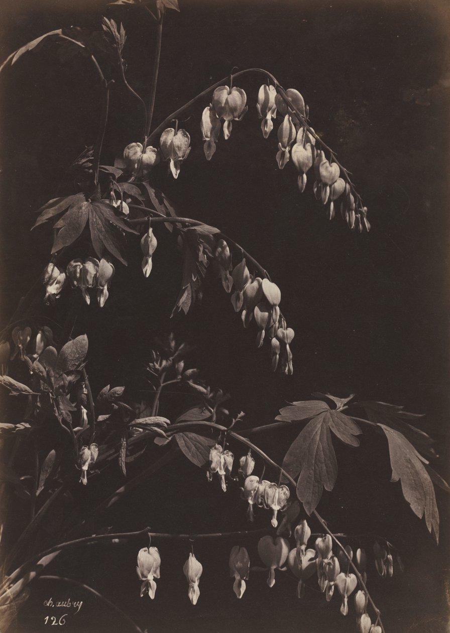 Floral Still Life Bleeding Hearts by Charles Aubry