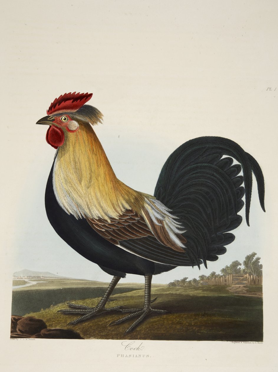 Cock, Phasianus, from 