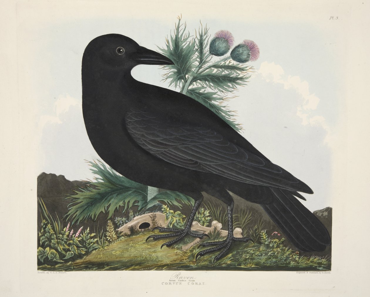 Raven, Corvus Corai, from 