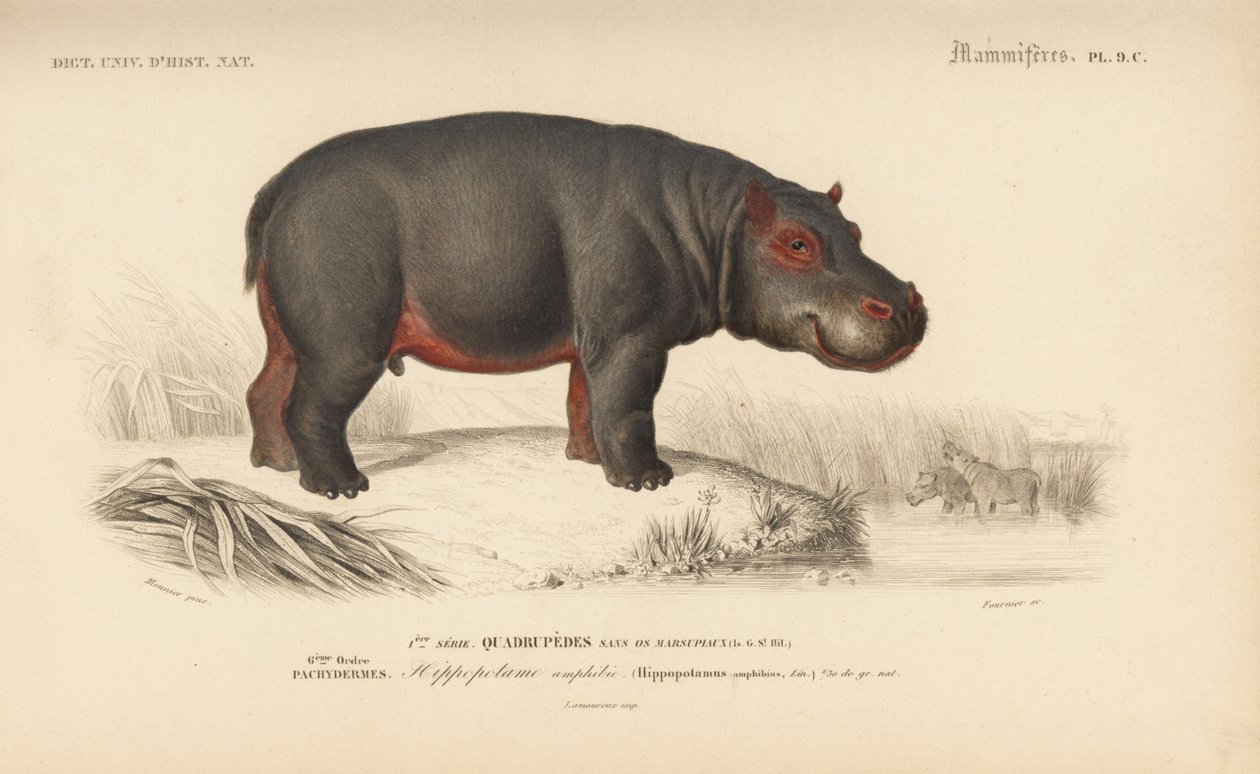 Hippopotamus, from 