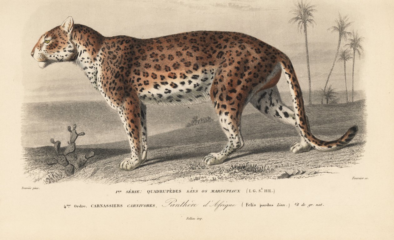 Leopard, from 