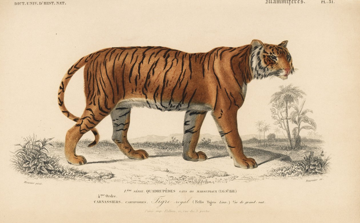 Royal Tiger, from 