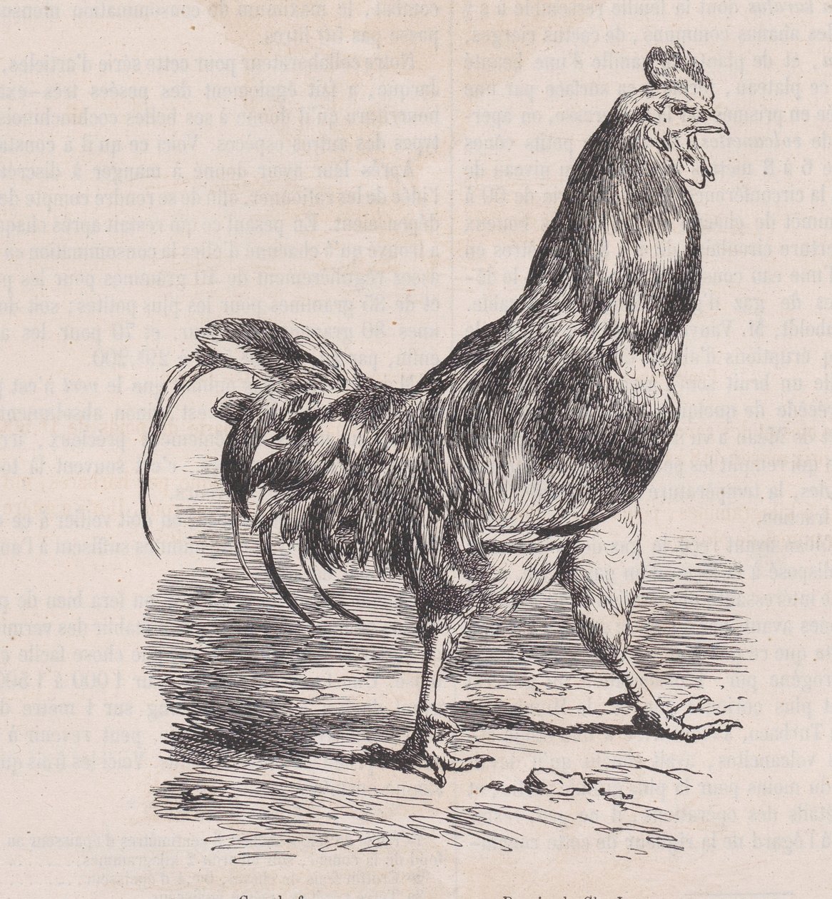 Farm Rooster, Common Breed, from Magasin Pittoresque by Charles Emile Jacque