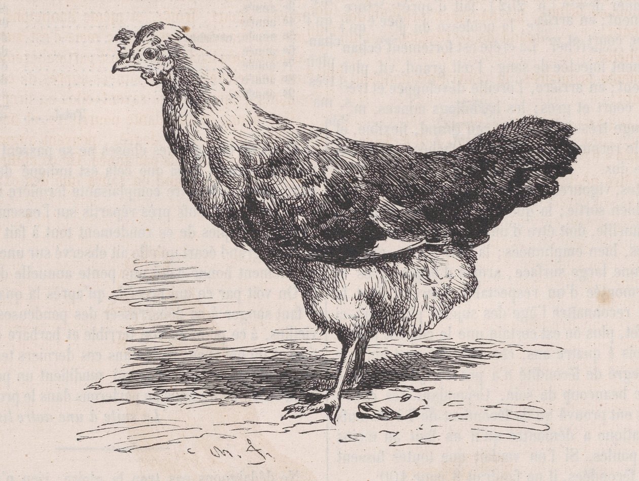 Ordinary French Hen, Poor Layer, from Magasin Pittoresque by Charles Emile Jacque