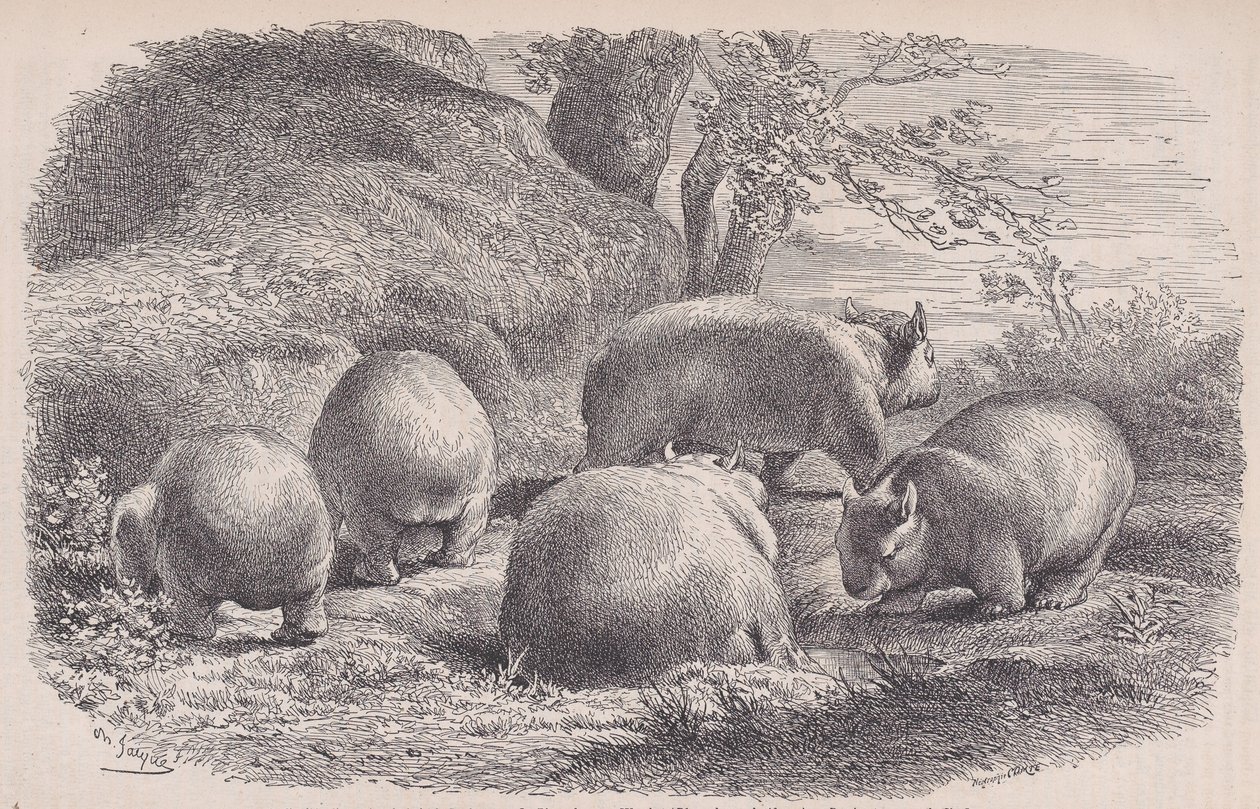 The Wombat, from Le Magasin Pittoresque by Charles Emile Jacque