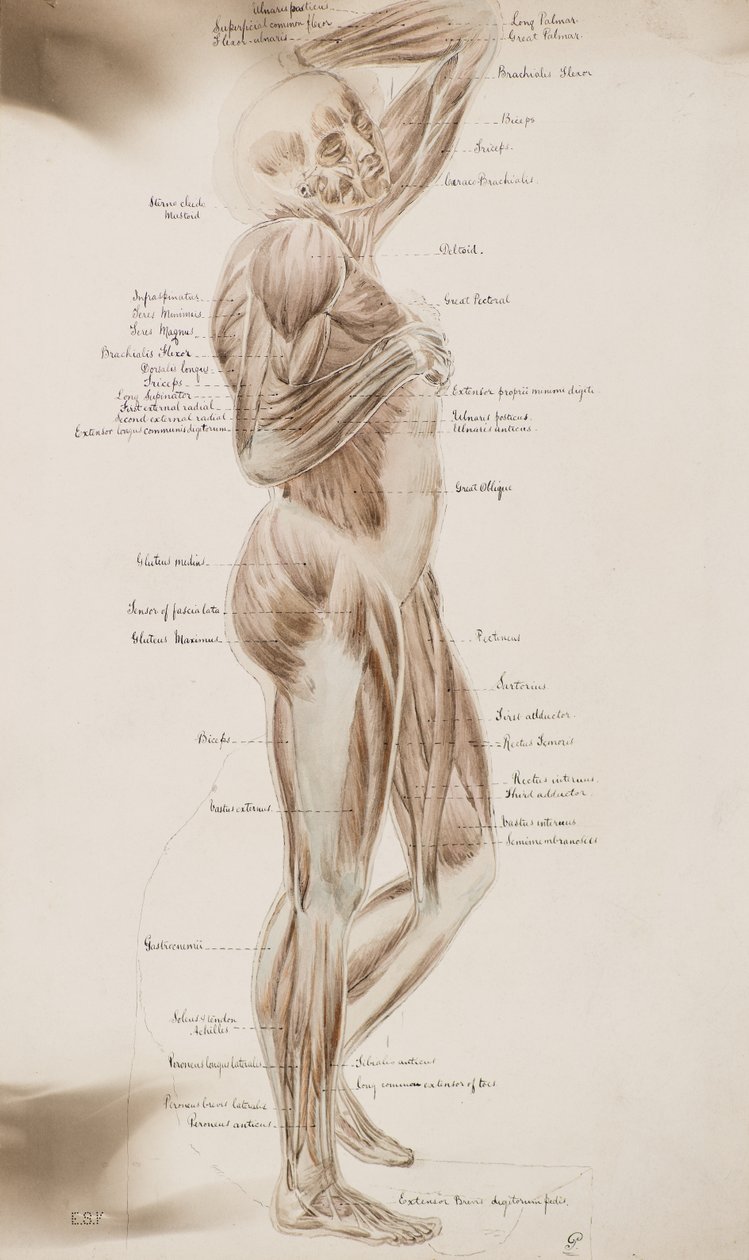 Study [Human Muscles (captioned)], c.1884 by Charles Gustav Louis Phillips