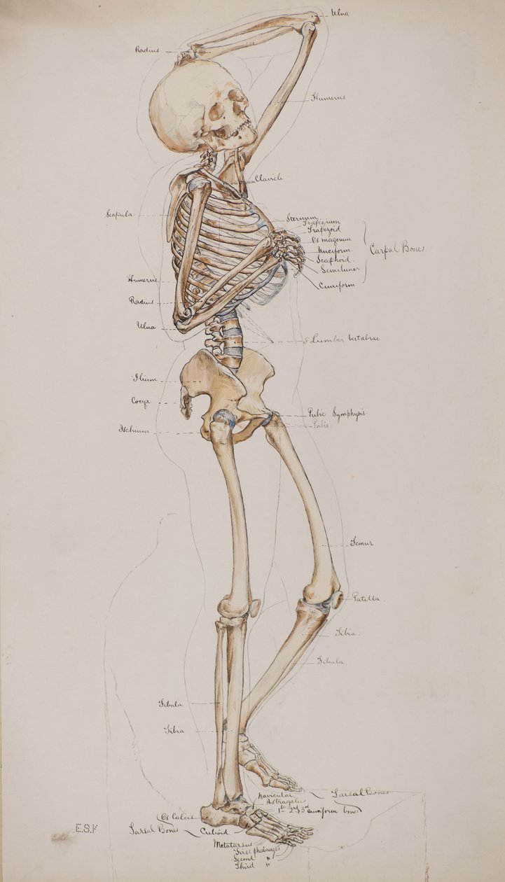 Study [Human Skeleton (bones captioned)] by Charles Gustav Louis Phillips