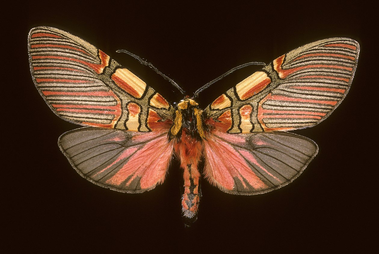 Anaxita Constricta by Augustus Kollner