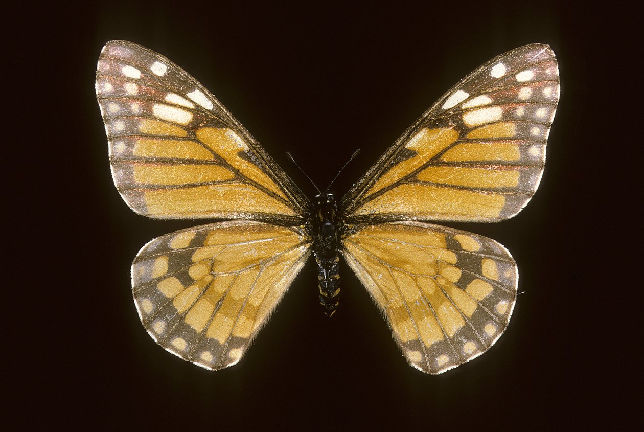 Baronia brevicornis by Augustus Kollner