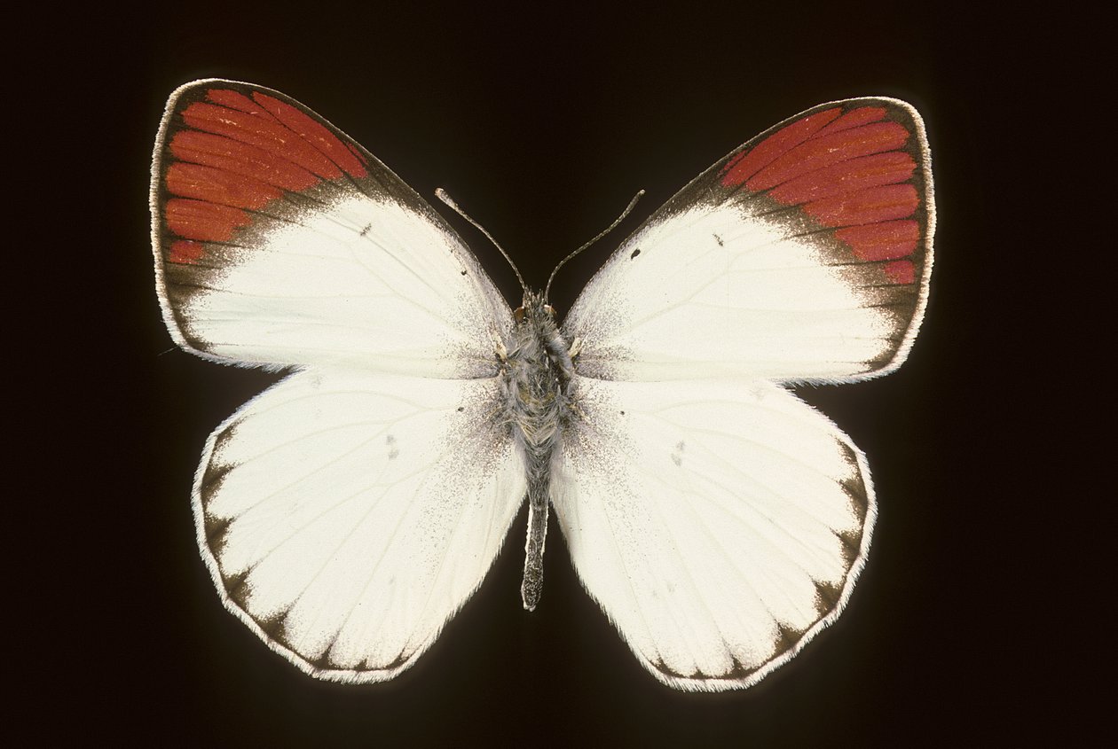 Crimson by Augustus Kollner