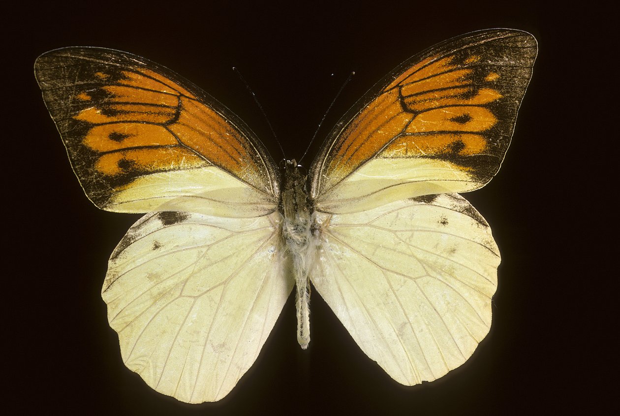 Hebomoia leukippe sulfurea by Augustus Kollner
