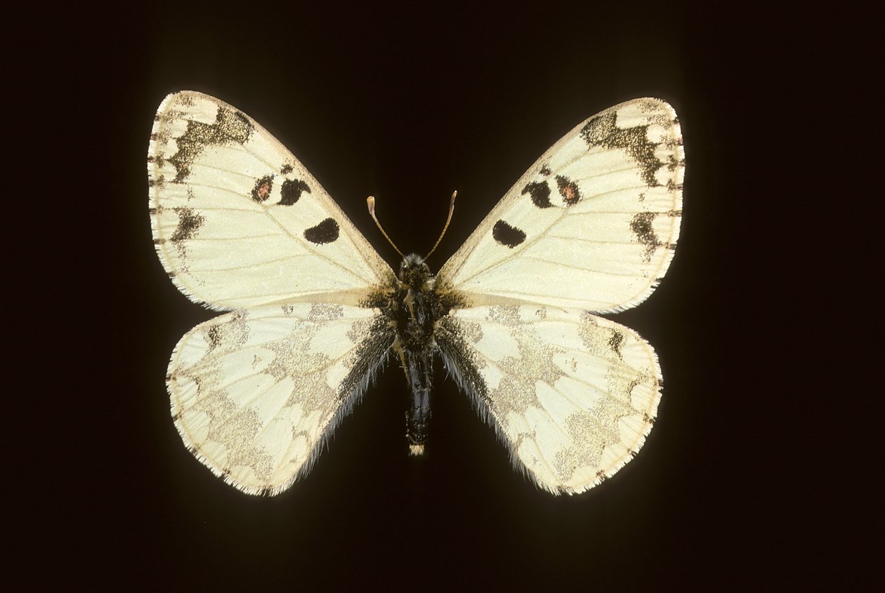 Hypermnestra Helios by Augustus Kollner