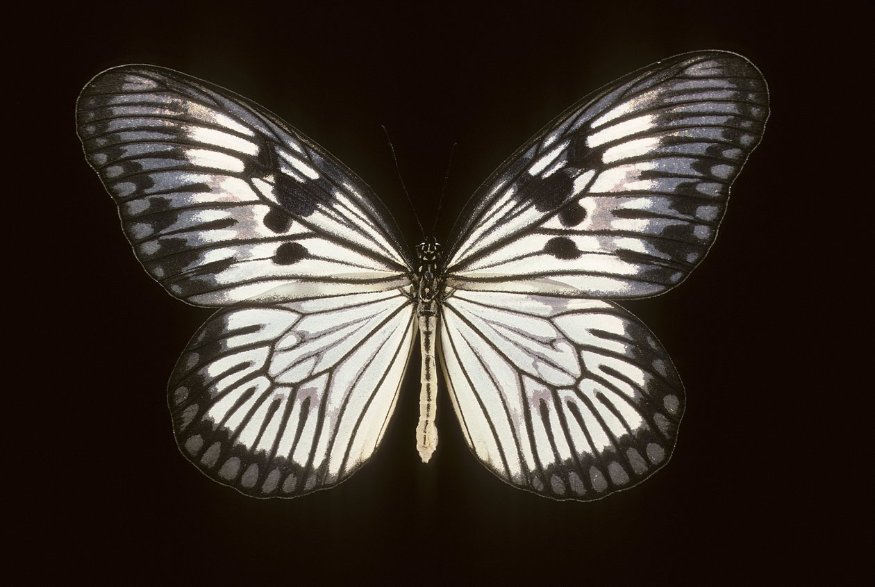 Idea Blanchardi by Augustus Kollner